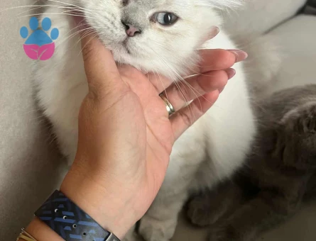 British Longhair Oğlumuza Eş Arıyoruz