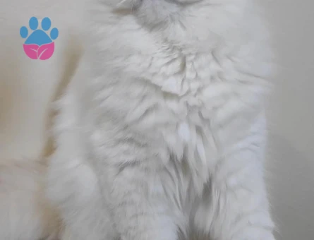 Çok Asil secereli yakışıklı oğlum