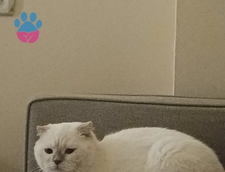 Kızımıza eş arıyoruz