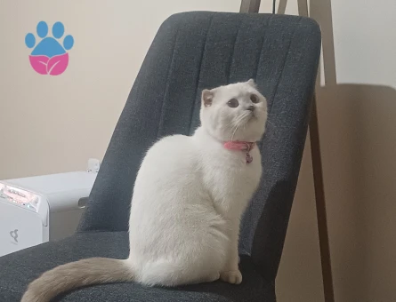 Kızımıza eş arıyoruz