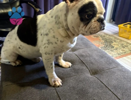 French bulldog oğlumuza eş arıyoruz