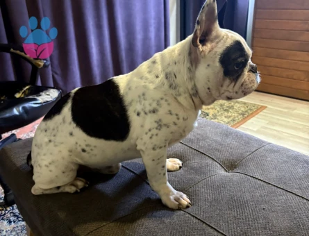 French bulldog oğlumuza eş arıyoruz