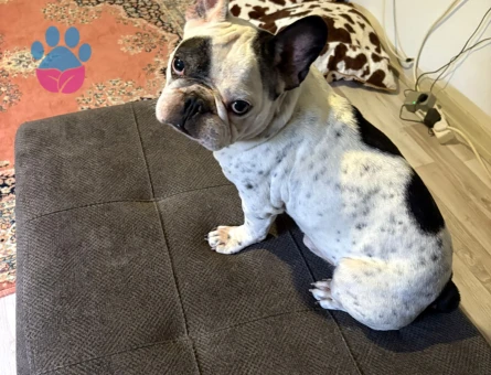 French bulldog oğlumuza eş arıyoruz