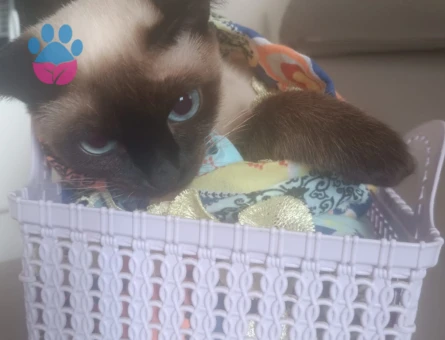 Siyam dişi 1 yaşında kızimiza uygun erkek arıyorum