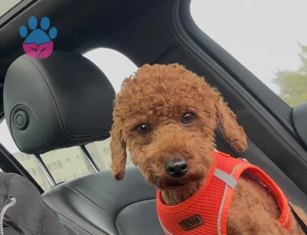 TOY POODLE OĞLUMUZA KIZ ARIYORUZ
