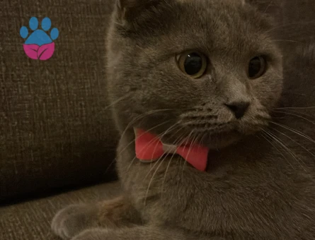 British shortair prensesime eş arıyoruz