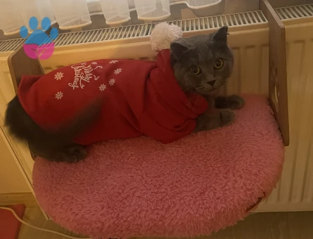 British shortair prensesime eş arıyoruz