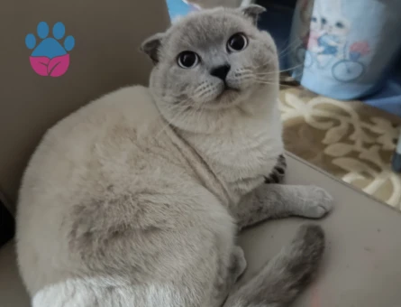 Patili iki oğlumuza eş arıyoruz