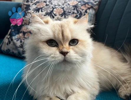 Kızıma eş arıyorum