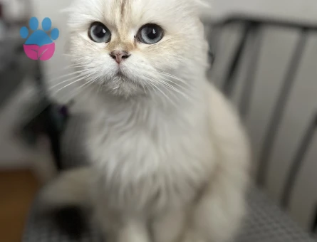 Kızıma eş arıyorum