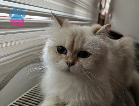 Kızıma eş arıyorum