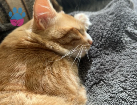 Maine Coon Disi ariyorum