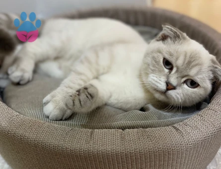 Kızıma eş arıyorum