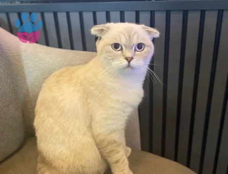 Kızıma eş arıyorum