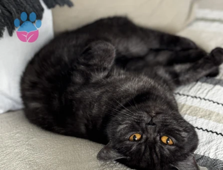 2 yaşındaki kızıma eş arıyorum