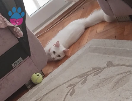 Ankara Kedisi kızımıza eş arıyoruz