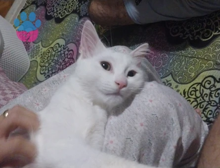 Ankara Kedisi kızımıza eş arıyoruz