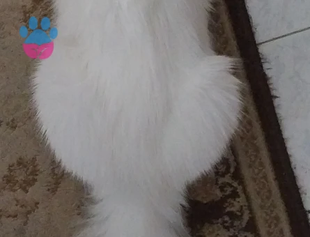 Ankara Kedisi kızımıza eş arıyoruz