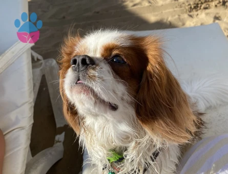 King charles erkek köpeğime eş