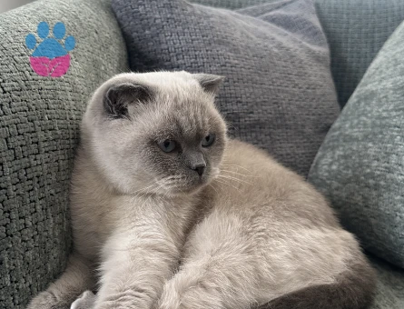 Dişi kedime eş arıyorum