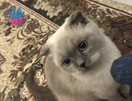 Dişi kedime eş arıyorum