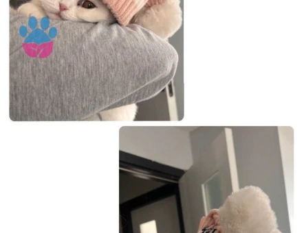 Dişi kedimize eş arıyoruz