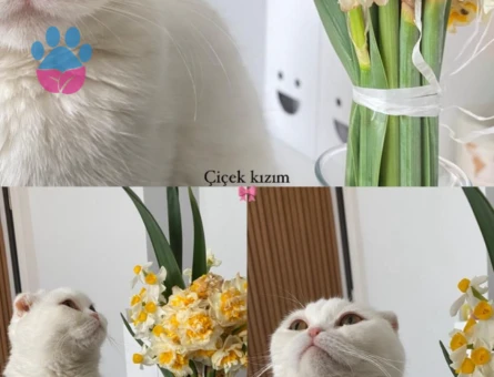 Dişi kedimize eş arıyoruz