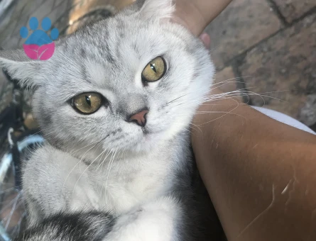 British Shorthair 1 Yaşında Eş Arıyor
