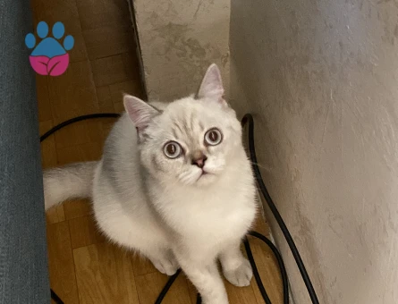 British Shorthair Coco Kızıma Eş Arıyorum