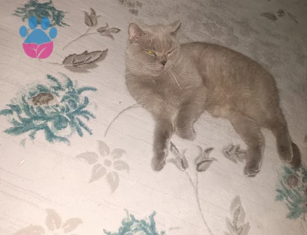 Kedime Eş Arıyorum