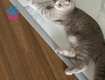 Milaya eş arıyoruz