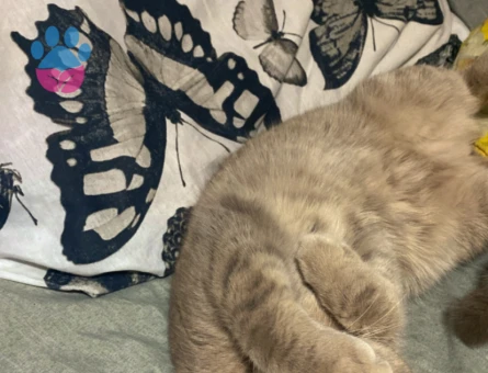 Milaya eş arıyoruz