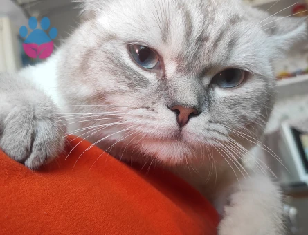 British Shorthair Kedimize Dişi Arıyoruzz