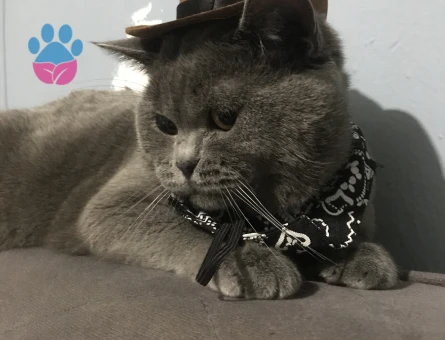 British Shorthair Dişi eş arıyorum