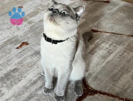 Schothis fold blue point 11 aylik