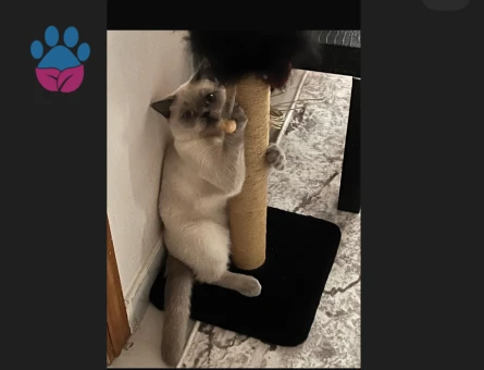 Schothis fold blue point 11 aylik