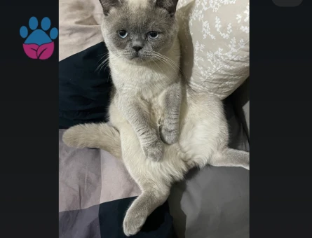 Schothis fold blue point 11 aylik