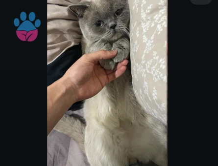 Schothis fold blue point 11 aylik