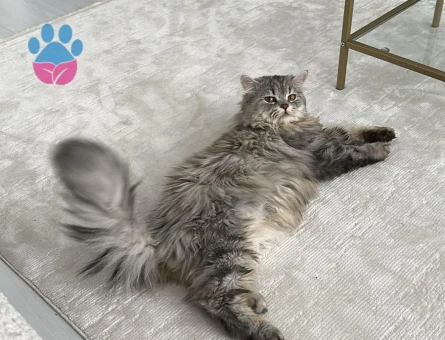 Oğlum mino kızgınlıkta