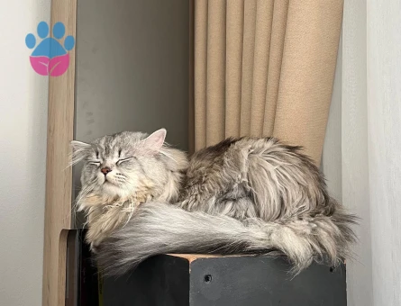 Oğlum mino kızgınlıkta