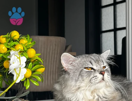 Oğlum mino kızgınlıkta