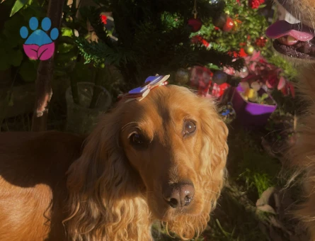 Cocker Kızımıza eş arıyoruz