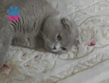 Scotich cinsi kızımıza eş arıyoruz