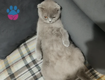 Scotich cinsi kızımıza eş arıyoruz