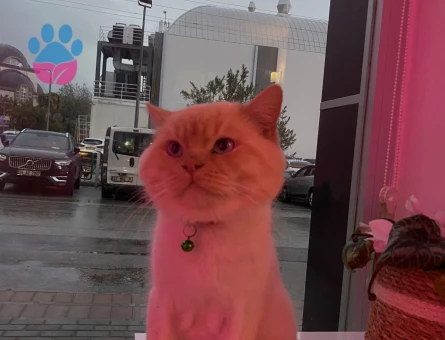 British Shorthair 2 Yaşında Kedim Eş Arıyor