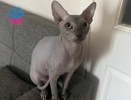 Sfenks 1 Yaşında Kedim Eş Arıyor