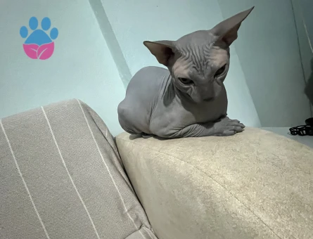 Sfenks 1 Yaşında Kedim Eş Arıyor