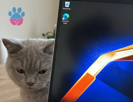 British Shorthair Kızıma Eş Arıyoruz