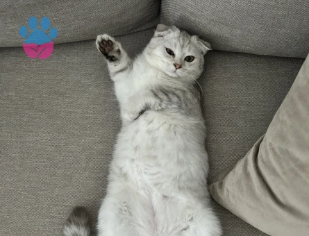 8 aylık erkek Scottish fold kedimize eş arıyoruz