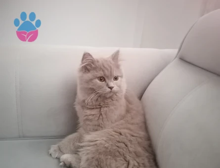 British Longhair 11 Aylık Tokur Eş Arıyor